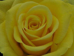 Rose gelb