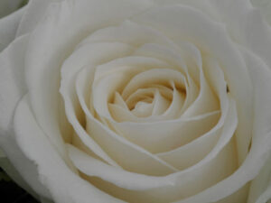 Rose weiss