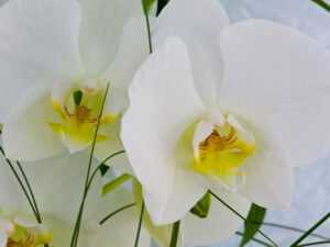 Orchidee weiss
