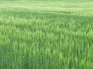 Kornfeld