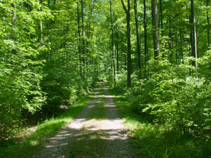 Waldweg im Sommerlicht