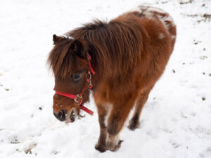 Pony