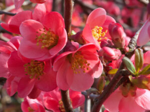 Strauchlüten