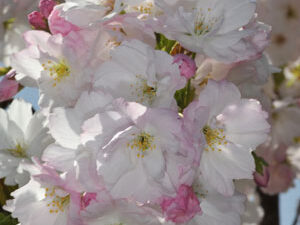 Kirschblüten