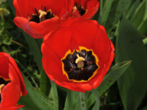 Tulpe rot