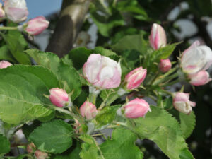 Wildrose