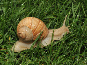 Weinbergschnecke
