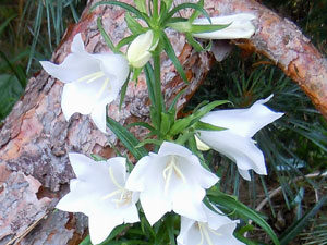 Blumen weiss