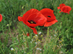 Mohnblume