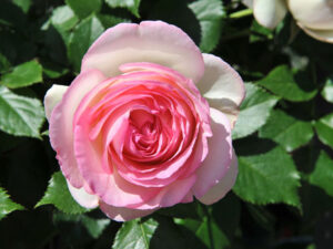 Rose rosa